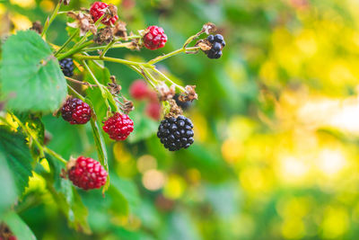 Close-up of berries growing on tree