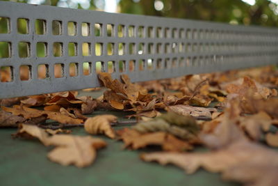 Close-up of maple leaves on wood