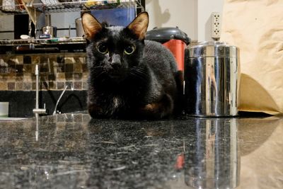 Portrait of cat sitting on table at home