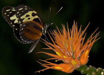 Macro photo of a tiger longwing butterfly, heliconius hecale.