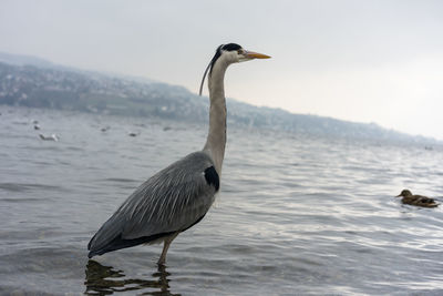 View of bird on beach against sky