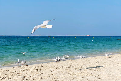 Seagulls flying over beach