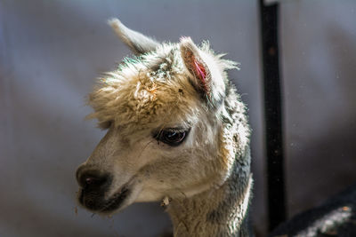 Close-up of llama looking away