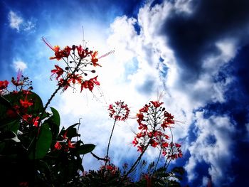 Low angle view of red flowering plant against cloudy sky