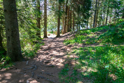 Footpath amidst trees in forest