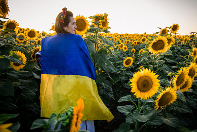 sunflower