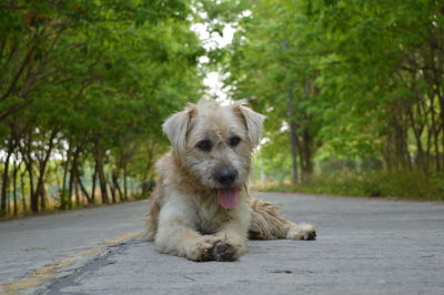 Portrait of a dog sitting on road