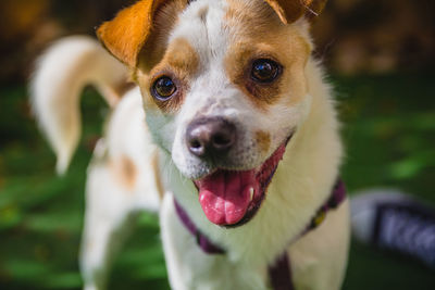 Close-up portrait of a dog