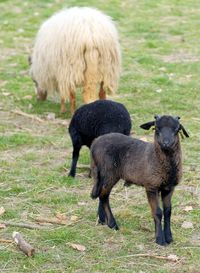 Sheep standing in a field