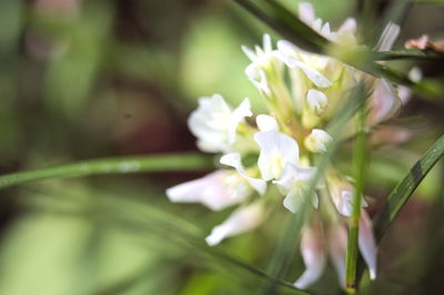 Close-up of white flowering plant
