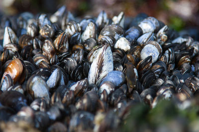 Close-up of mussels