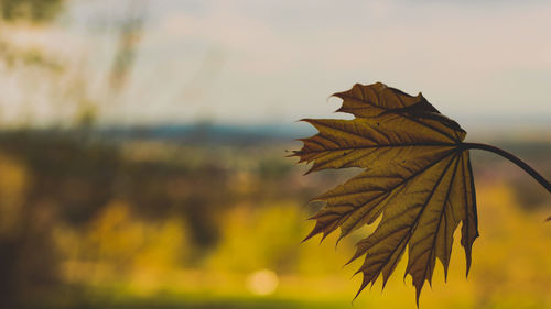 Close-up of yellow maple leaves against blurred background