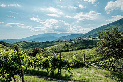 Scenic view of agricultural field against sky in valdobbiadene 