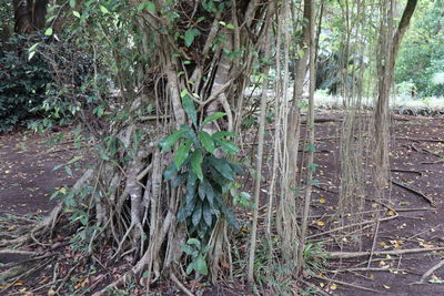 Trees growing on field in forest