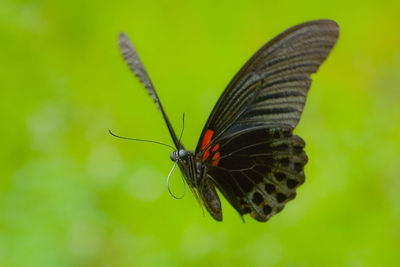 Close-up of butterfly on leaf