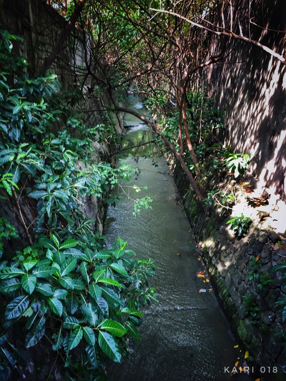 plant, no people, outdoors, nature, tree, day, growth, leaf, water, beauty in nature