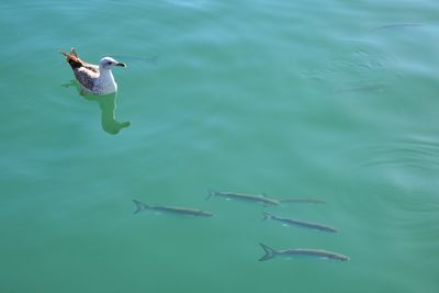 High angle view of birds swimming in lake