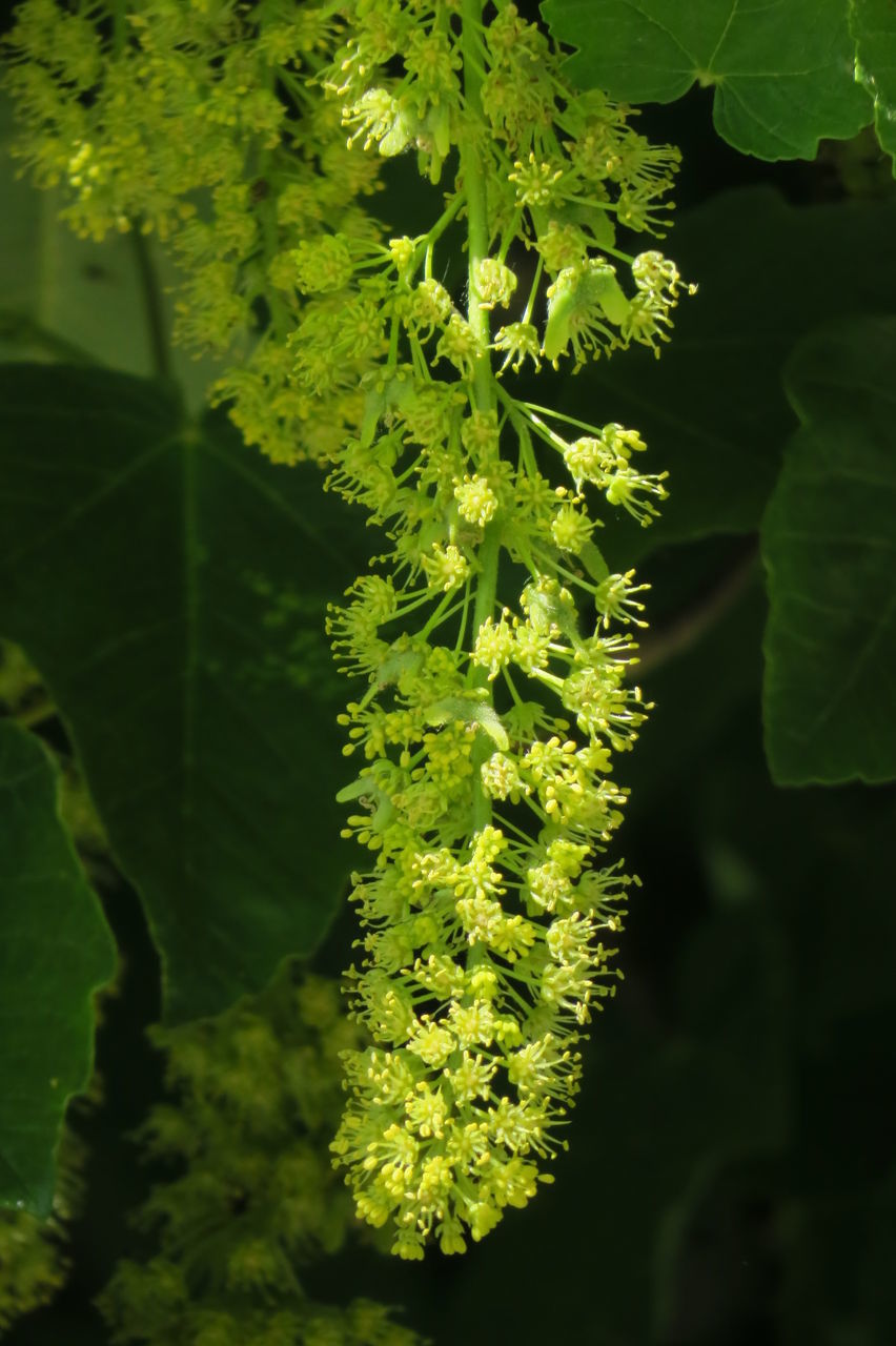 CLOSE-UP OF FRESH GREEN LEAVES ON FLOWERING PLANT