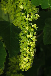 Close-up of green leaves on plant