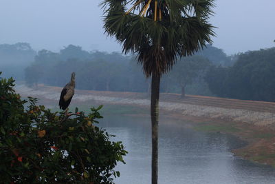 Rear view of bird perching on tree