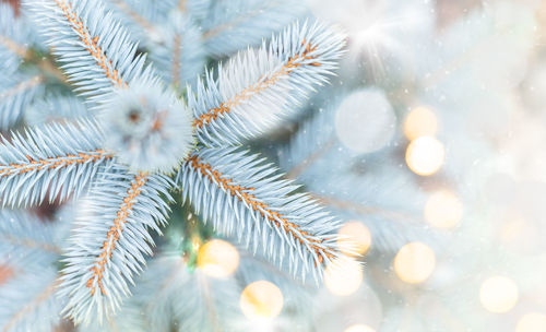 Defocused image of christmas tree