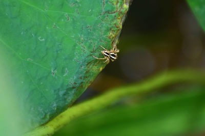 Close-up of insect on leaf