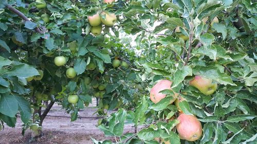 Apple growing on tree