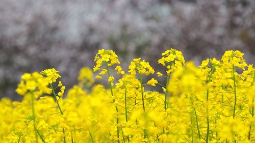 Scenic view of oilseed rape field