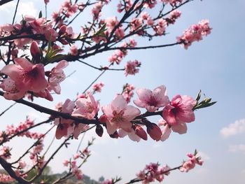 Close-up of pink cherry blossoms in spring