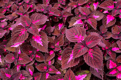 Full frame shot of pink flowering plants