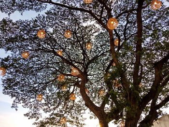 Low angle view of tree against sky