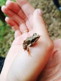 Close-up of hand holding small