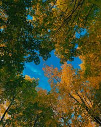 Low angle view of trees against sky during autumn