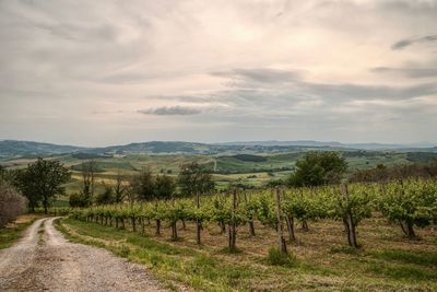 Scenic view of vineyard against sky