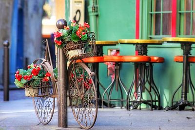 Multi colored flowers