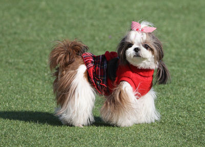 Portrait of dog on grass
