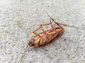 High angle view of grasshopper on beach