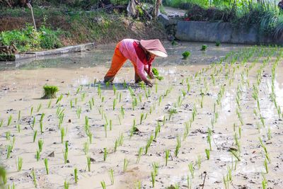 Indonesian women are planting rice in rice fields