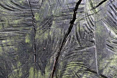 Full frame shot of tree trunk