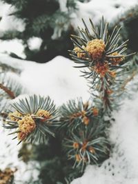 Close-up of snow on plants during winter