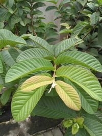 Close-up of green leaves