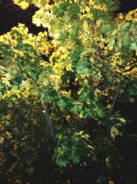 High angle view of plants