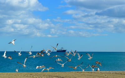 Flock of seagulls on beach