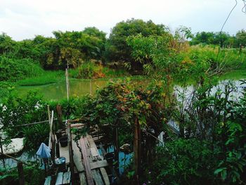 Trees by lake in forest against sky
