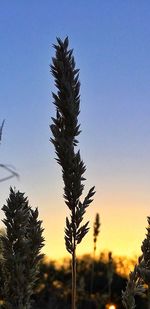 Pine tree against sky during sunset