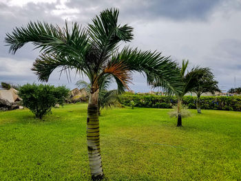 Palm trees on field against sky