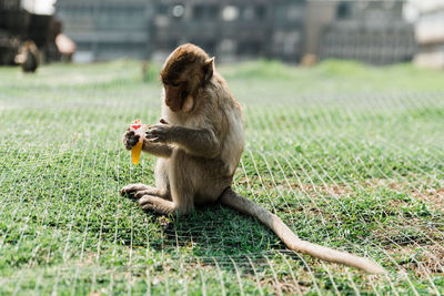 Monkeys eating food while sitting on grass