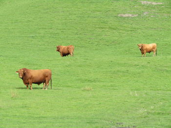 Cattle grazing on grassy field