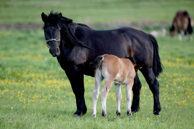 Horse on field