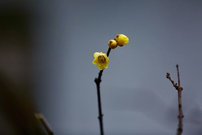 Close-up of plant growing outdoors